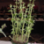Sinningia sellovii