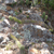 Trichocereus schickendantzii aff. MN 641 (12km N Amancaya, Tomina, 2549m, Bol)
