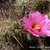 Echinocereus brandegeei