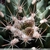Thelocactus matudae MK 99.237 (Rayones, Nuevo Leon, Mexico)