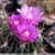 Stenocactus crispatus 'lamellosus' SB 111 (Metzquititlan, Mex)
