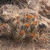 Austrocactus gracilis JN 1397 (Dina Huapi, Rio Negro, 921m, Arg)