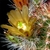 Echinocereus chloranthus (El Sueco, Chihuahua, Mex)