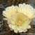 Eriosyce chilensis v. albidiflora FK 192 (Pichidanqui)