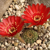 Lobivia arachnacantha v. vallegrandensis TB0511.1 (Vallegrande, Santa Cruz, Bolivia)