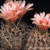 Eriosyce crispa ssp. atroviridis FK 65 (S Canton de Agua, Chile)