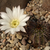 Lobivia aurea v. albiflora TB0640.1 (W of Tuclame, Cordoba, Argentina)