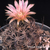 Eriosyce crispa ssp. atroviridis FK 67 (Freirina, 800m, Chile)