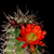 Echinocereus coccineus fma octacanthus (Sitting Bull, NM)
