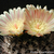 Eriosyce crispa ssp. atroviridis FK 105