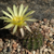 Lobivia aurea v. tortuosa TB0657.1 (Santa Catalina, E of La Velle, Santiago del Estero, Argentina)