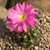 Lobivia caineana TB0803.1 (Capinota, Cochabamba, Bolivia)