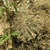 Lobivia calorubra fma. carmineoflora TB0504.1 (Comarapa, Santa Cruz, Bolivia)