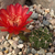 Lobivia calorubra v. mizquensis TB0492.1 (Tintin to San Vincente, Cochabamba, Bolivia)