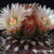 Eriosyce crispa v. huascensis FK 76 (Huasco, 50m)