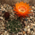 Lobivia chrysochete fma. hystrix TB0191.1 (Cuesta de Sama, Iscayachi, Tarija, Bolivia)