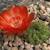Lobivia cinnabarina TB0113.1 (Arabate, NE of Sucre, Chuquisaca, Bolivia)