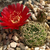 Lobivia cinnabarina TB0122.1 (Comunidad Khara Huasi, NW of Yamparaez, Chuquisaca, Bolivia)