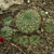 Lobivia cinnabarina v. grandiflora TB0519.1 (Zudanez, Chuquisaca, Bolivia)