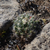 Escobaria missouriensis MN 585 (Grand Junction, CO)