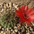 Lobivia cinnabarina varieta TB0527.1 (SE of Icla, Chuquisaca, Bolivia)