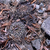 Eriosyce curvispina FK 424 (Cuelen)