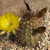 Lobivia haematantha v. elongata TB0375.1 (Seclantas, N of Molinos, Salta, Argentina)