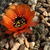 Lobivia jajoiana v. glauca TB0391.1 (Abra de Lipan, Jujuy, Argentina)