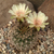 Lobivia lateritia TB0063.1 (San Pedro, S of Camargo, Chuquisaca, Bolivia)