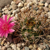 Lobivia lateritia TB0213.1 (Buena Vista, W of Yunchara, Tarija, Bolivia)