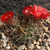 Lobivia lateritia TB0222.1 (Impora, Chuquisaca, Bolivia)