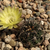 Lobivia lateritia v. cotagaitensis TB0234.1 (Cajon, S of Cotagaita, Potosi, Bolivia)