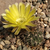 Lobivia lateritia v. cotagaitensis TB0235.1 (Cotagaita, Potosi, Bolivia)
