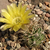 Lobivia lateritia varieta TB0237.1 (La Poromita, Cotagaita to Palca Grande, Potosi, Bolivia)