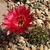 Lobivia pugionacantha TB0232.1 (Cuartos, N of Villazon, Potosi, Bolivia)