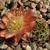 Lobivia pugionacantha v. corrugata TB0406.1 (Suripujio, E of Yavi, Jujuy, Argentina)