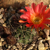 Lobivia pugionacantha v. rossii aff. TB0550.1 (Calapaya to Turuchipa, Potosi, Bolivia)