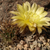 Lobivia tenuispina TB0047.1 (Mendez, Tarija, Bolivia)