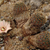 Rebutia pygmaea v. eos HJK 20 (Juella, Arg)