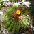 Parodia comarapana MN 655 (N Comarapa, Bol)