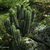Trichocereus cuzcoensis TB 777.2 (Caraybamba, South-East of Chalhuanca, Apurimac, Peru)