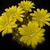Weingartia neucumingii MN 434 (5km w Pampagrande, 1339m, Bol)