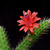 Bolivicereus samaipatanus MN 424 (Angostura, Santa Cruz, Bol)