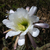 Trichocereus spec. MN 437 (Comarapa dam, Bol)