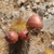 Haageocereus pseudomelanostele ssp. turbidus RH 4846 (Huallhua, Ica, 1220m, Peru)