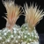 Escobaria missouriensis 'caespitosa' (Fayette Co, TX)