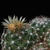 Escobaria missouriensis 'caespitosa' (Montgomery Co, KS)