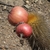 Haageocereus pseudomelanostele ssp. acanthocladus RH 5002 (Gramadal, Ancash, 300m, Peru)