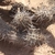 Haageocereus decumbens RH 4877a (Atico, Arequipa, 60m, Peru)