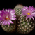 Escobaria vivipara v. buoflama (Bagdad, AZ)